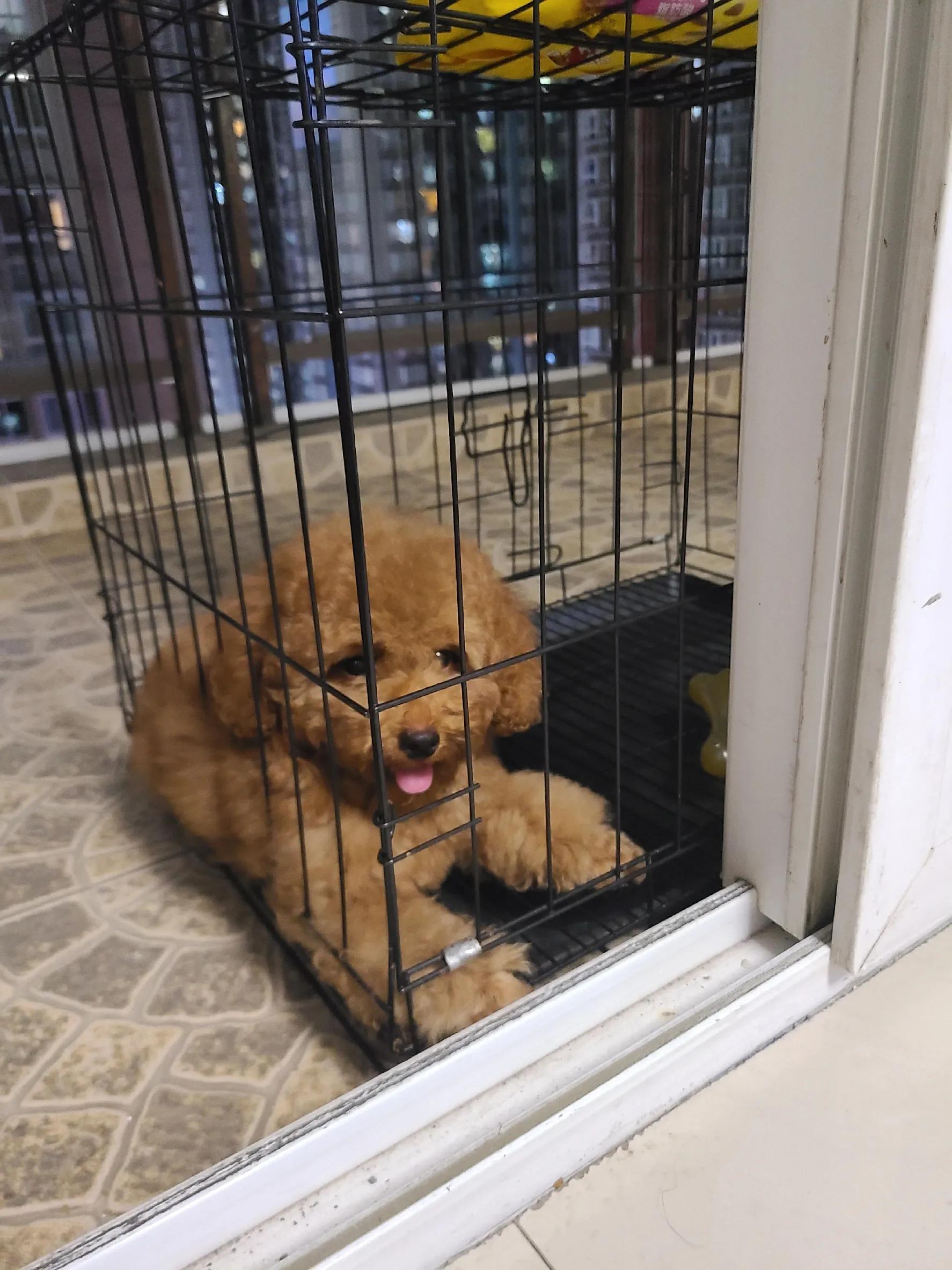 灰泰迪的成长史,一只泰迪的成长史