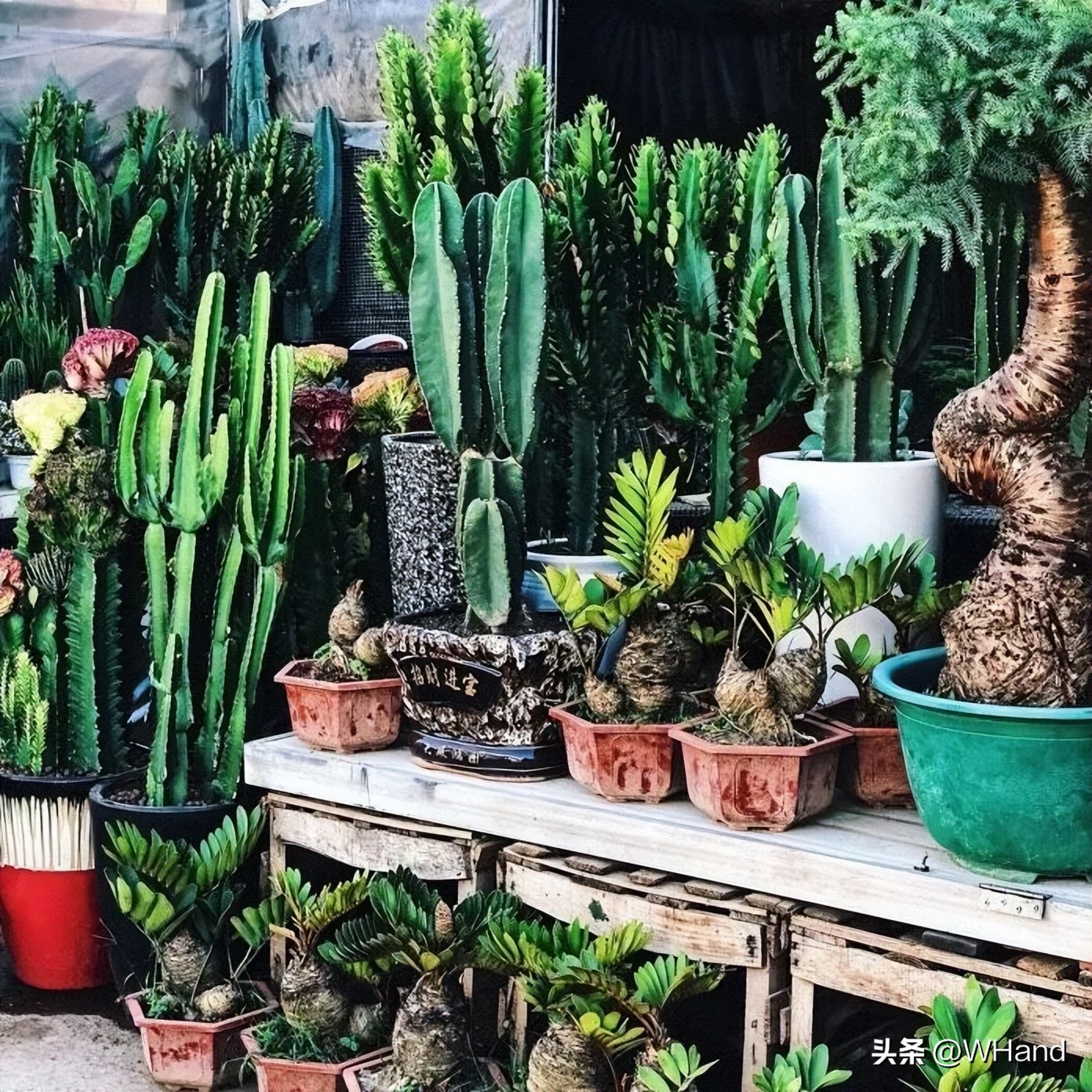 武汉批发市场品牌,武汉批发市场五楼