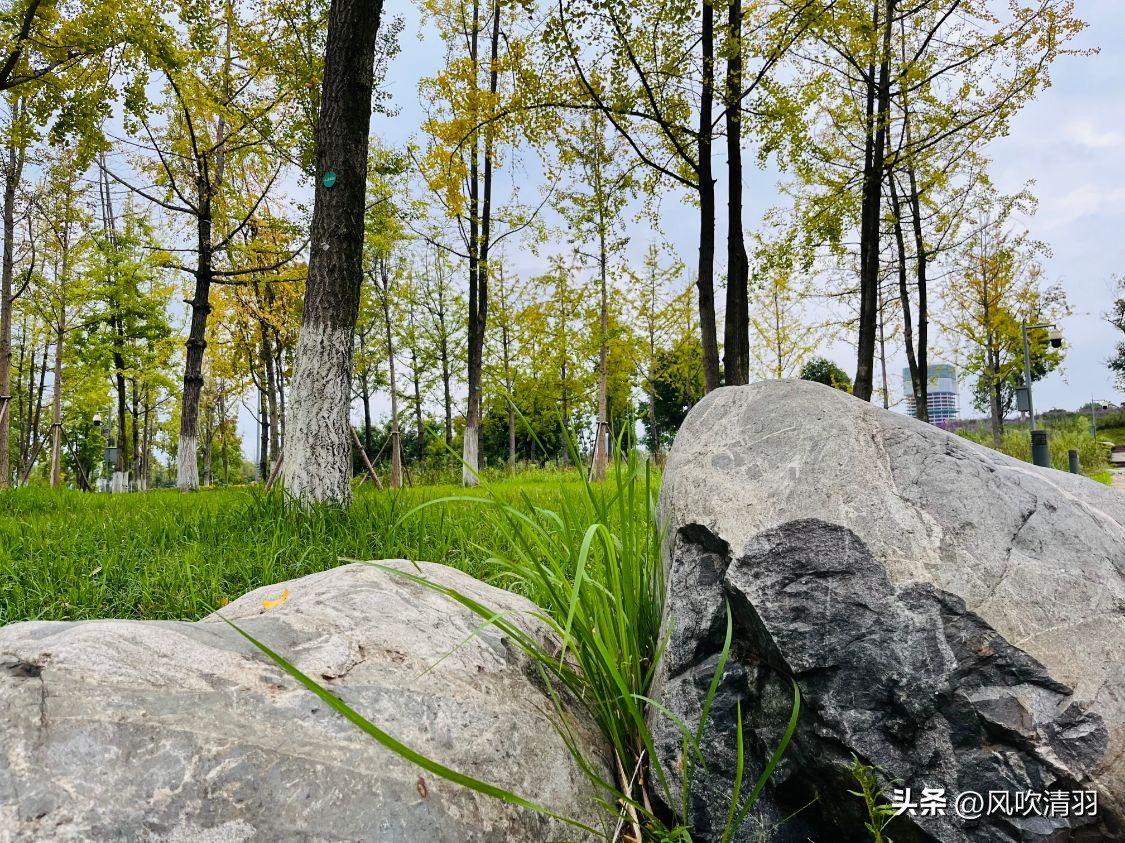 成都免费最适合夜晚的公园,成都城区公园游玩