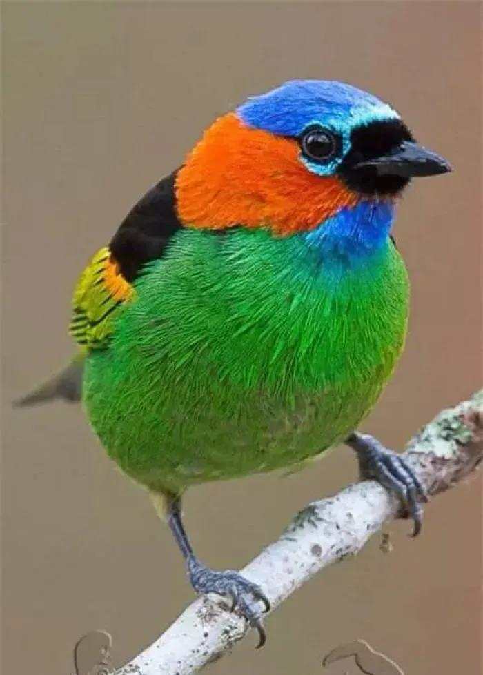 奇怪的小鸟视频,稀奇古怪的鸟