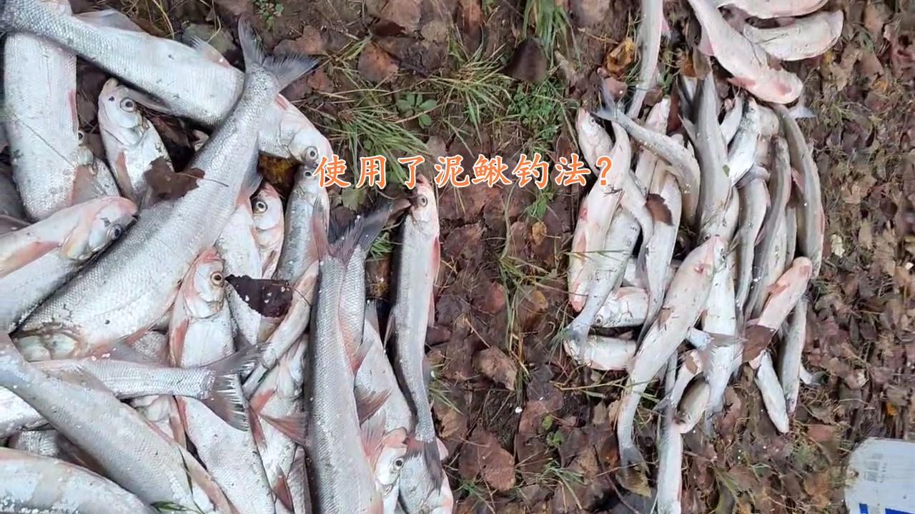 泥鳅钓翘嘴海竿钓法,泥鳅钓翘嘴鱼实测