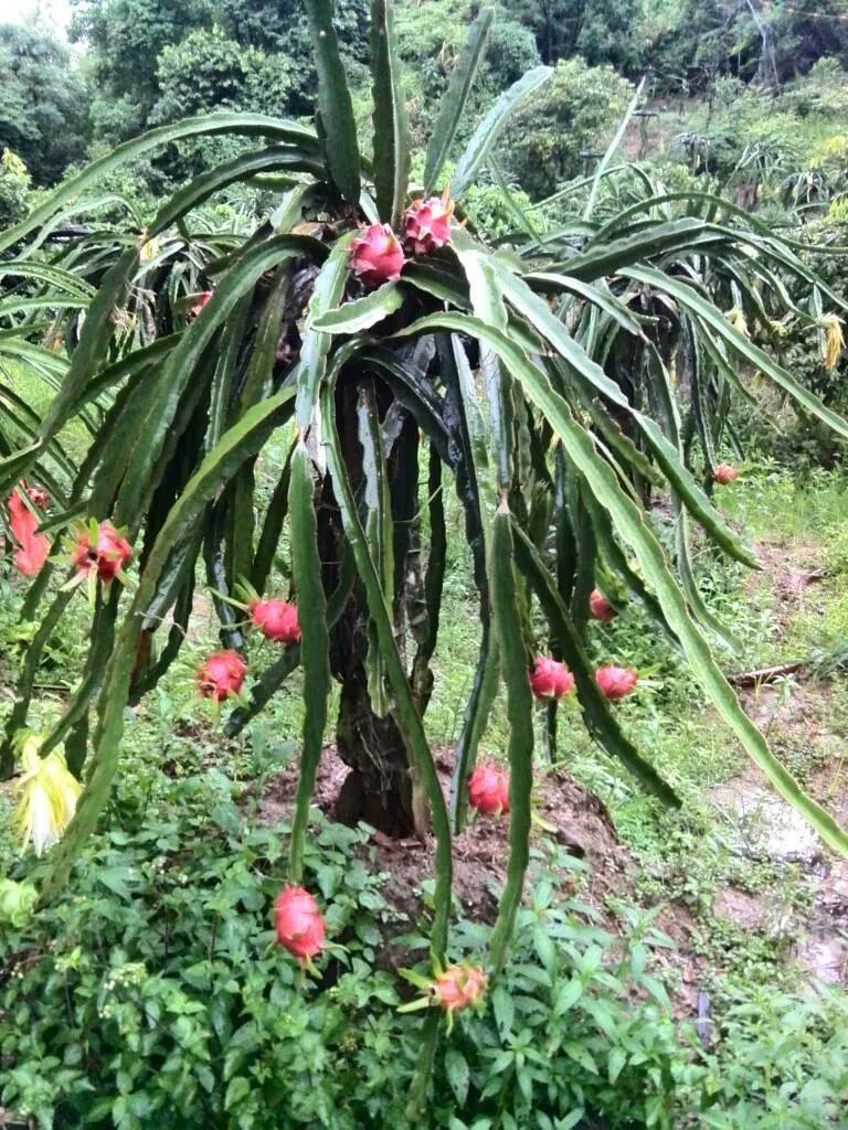 火龙果电影解说,火龙果解说