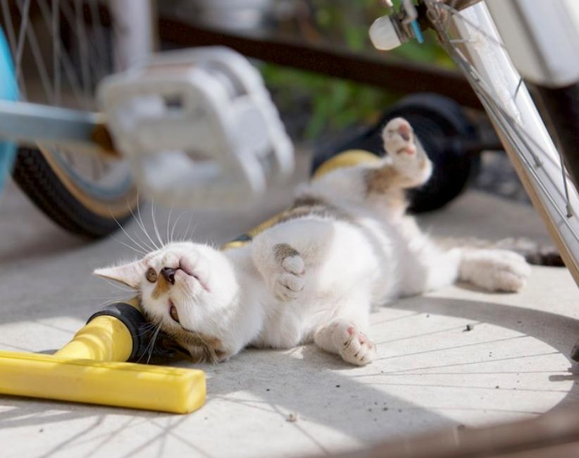 猫超可爱治愈的图片,罕见的流浪猫图片卡通可爱