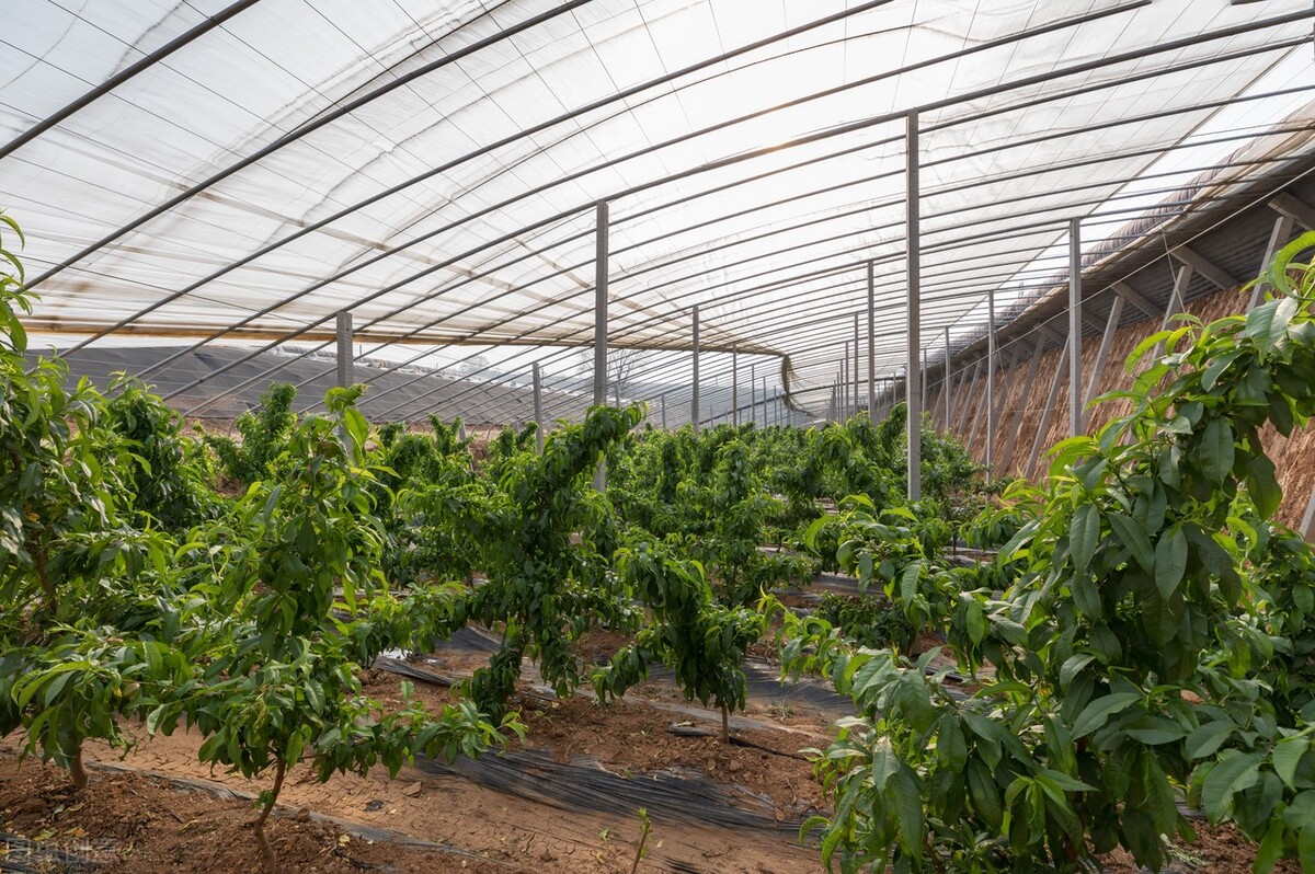 淄博温室大棚防虫网有什么作用,大棚防虫网选多少目通风效果好