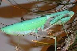 螳螂吃掉自己丈夫的头,螳螂为什么吃掉配偶螳螂吃蛇