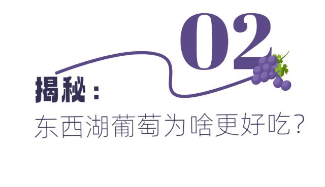 东西湖摘葡萄价格,武汉东西湖摘葡萄园