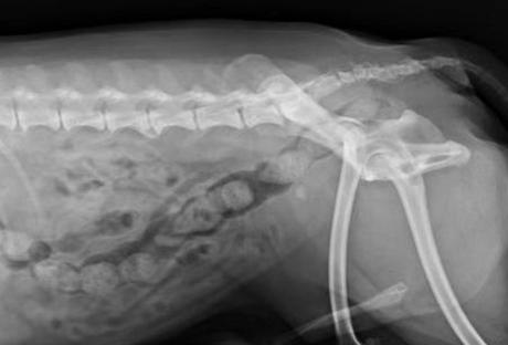 狗狗前列腺肿大保守治疗如何用药,狗狗前列腺肿大怎么治