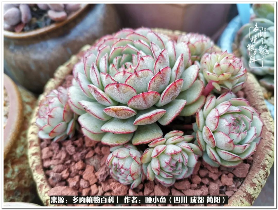 看世间繁华品一生,看世间繁华品人生美味