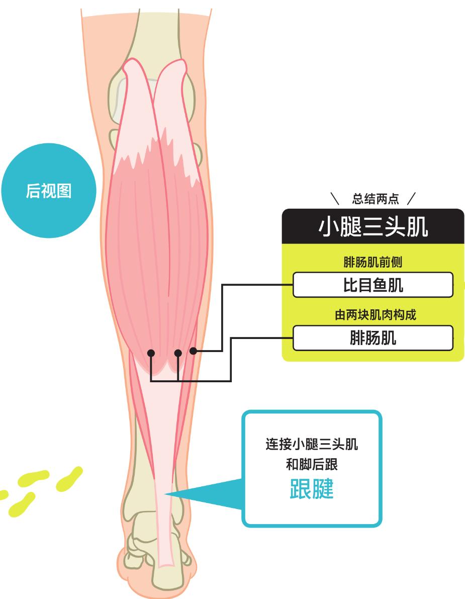 锻炼脚底跟腱的方法有哪些,足部跟腱拉伸的好处