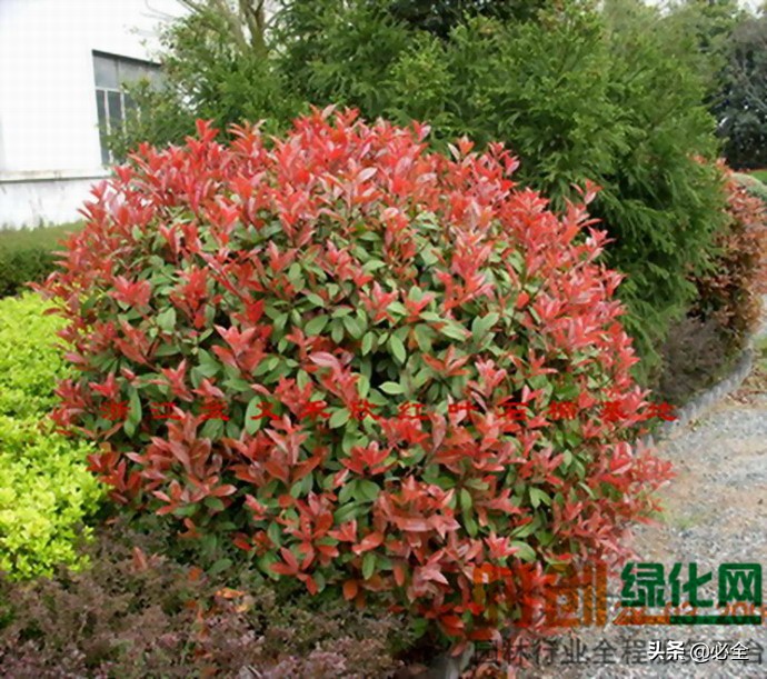 灌木球批发价格,灌木球有哪些品种