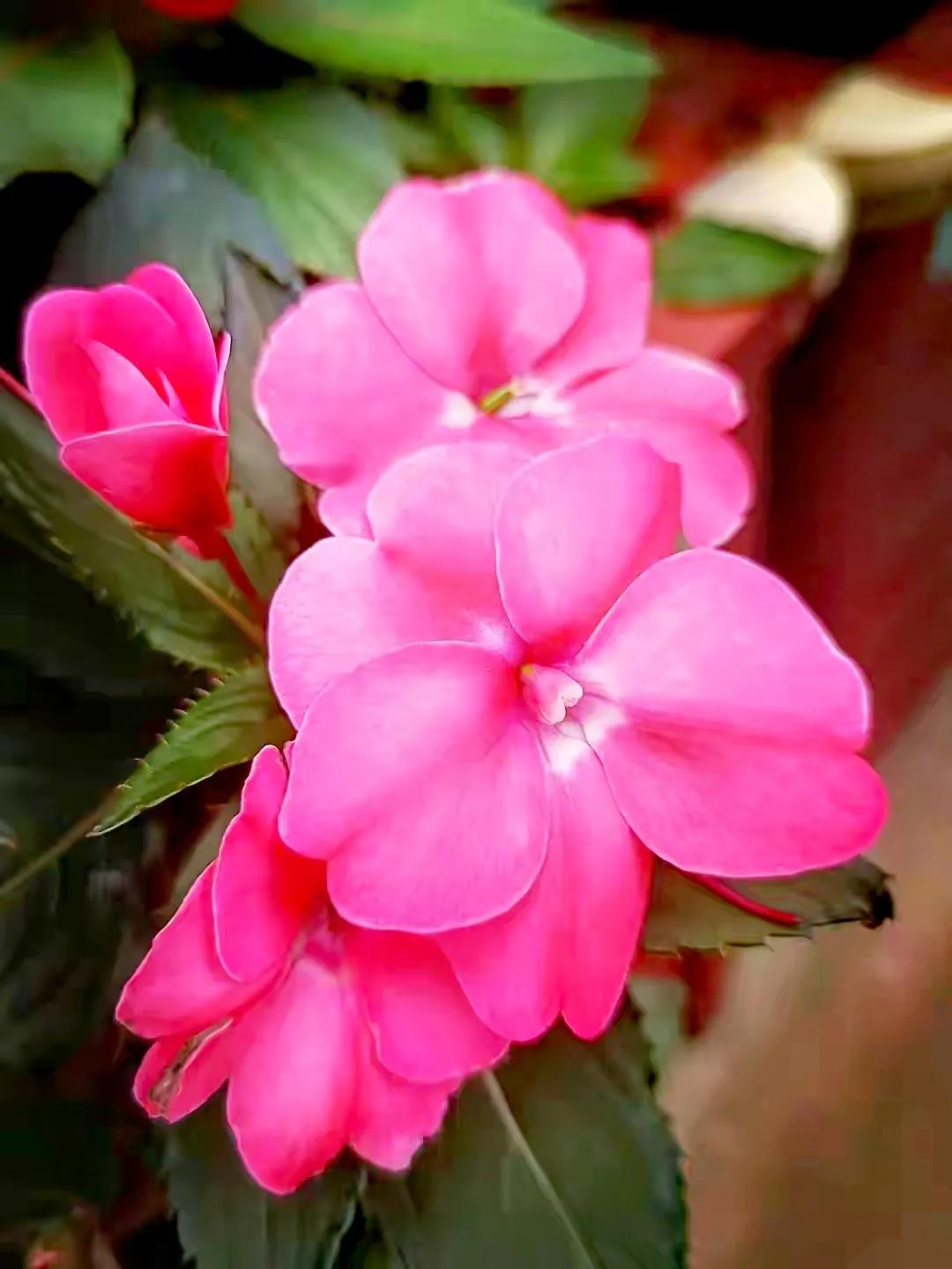 美丽五颜六色的凤仙花,七月最美的花景视频素材