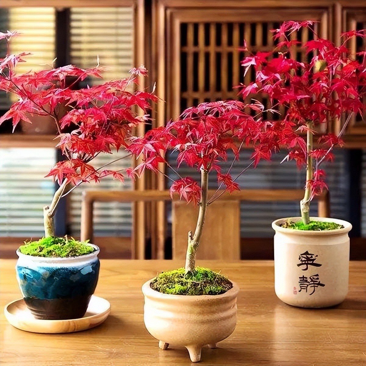 木本植物叶子枯萎发干脱落,盆栽植物掉叶子是什么原因