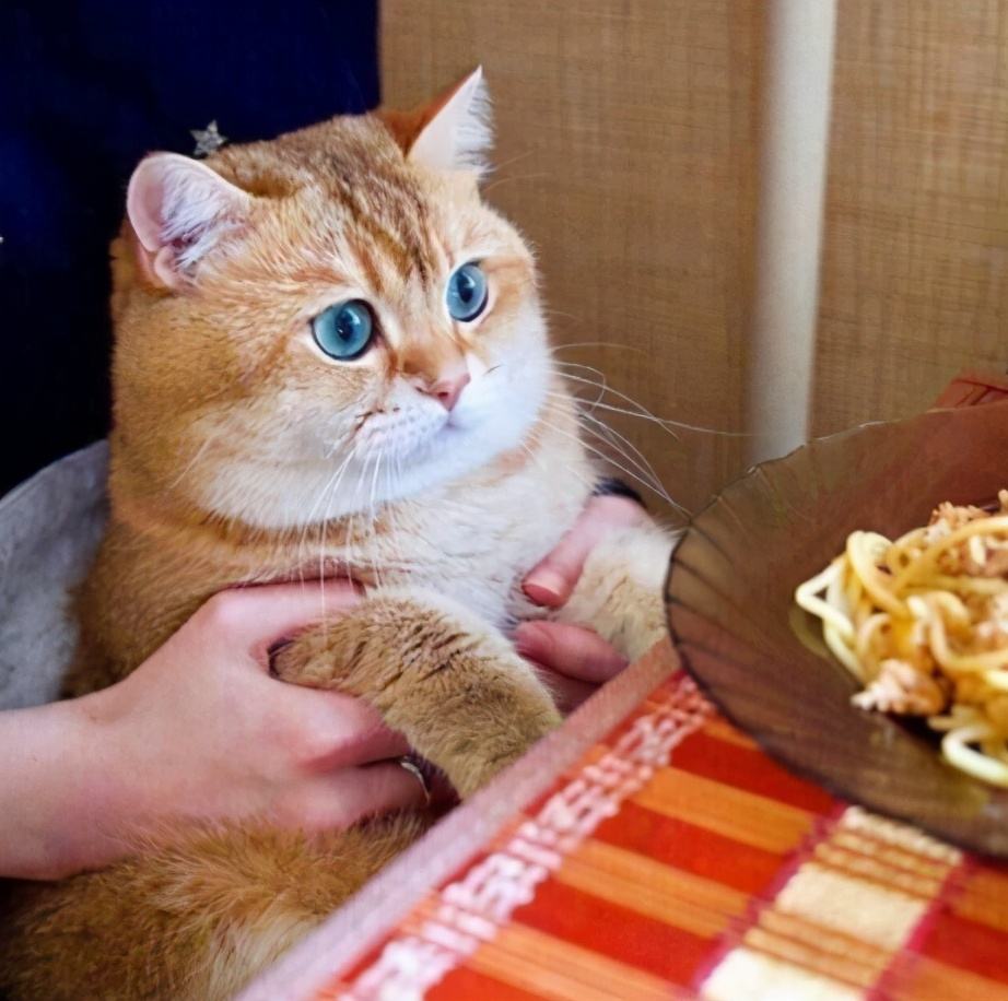 宠物店老板的忠告,宠物店老板的实话