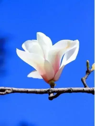 皎皎白玉兰所有视频,皎皎白玉兰插曲