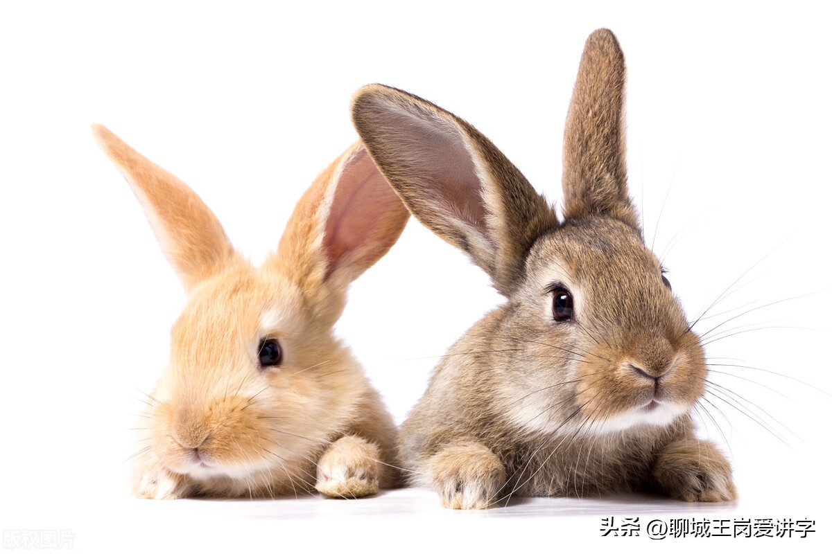 兔年简短对话,兔年互动语言