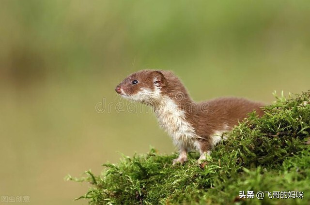 臭屁王吃西瓜,臭屁王偷吃