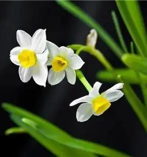 古诗词中的水仙花：飘零尘俗客再见水仙花