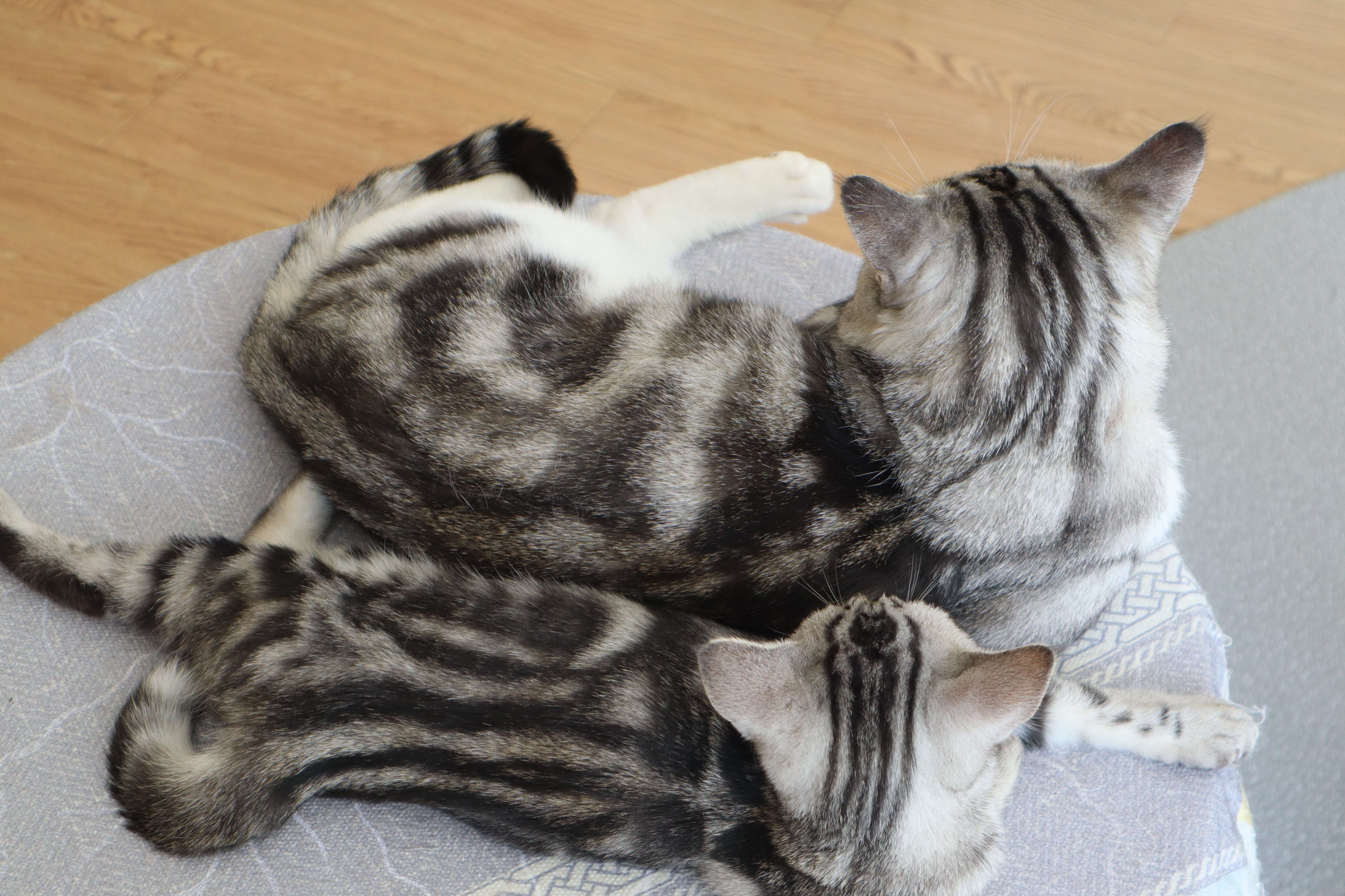 猫咪应该怎样饲养，它们的饲养方式是什么？