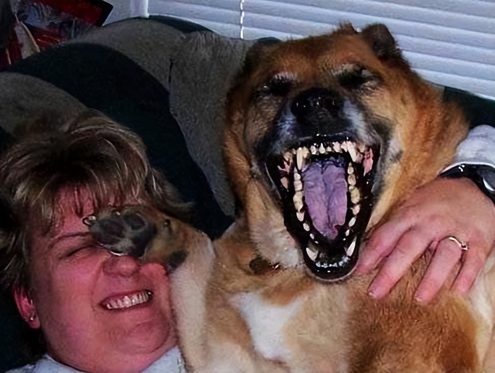 狗狗有哪些表现是精神病,狗狗玩不小心咬到是狂犬病吗