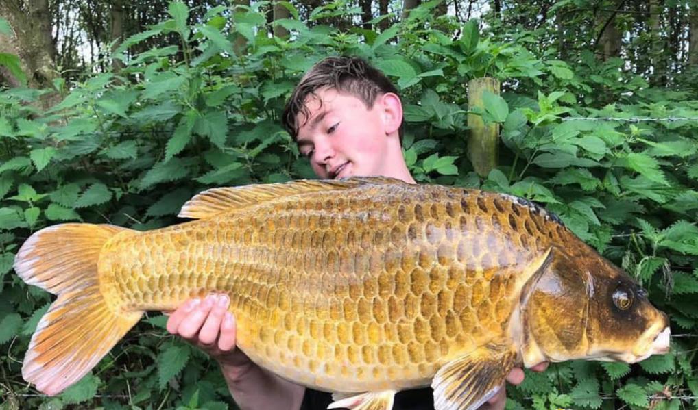 泰国鲤鱼价格表,200斤以上泰国鲤鱼