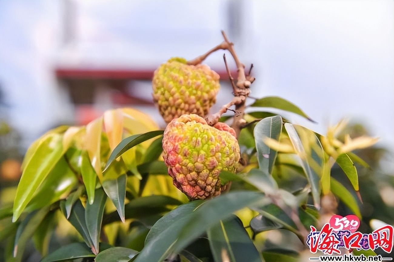 “520”相约荔枝花海海口秀英区开展2023年青年联谊活动[图]