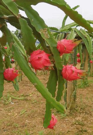 斗门东兴火龙果,江门恩平火龙果