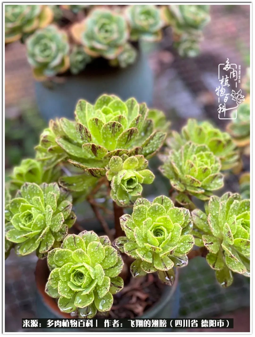 多肉的正确养殖方法冬天怎么养活,多肉怎么养活而且长得快且好看