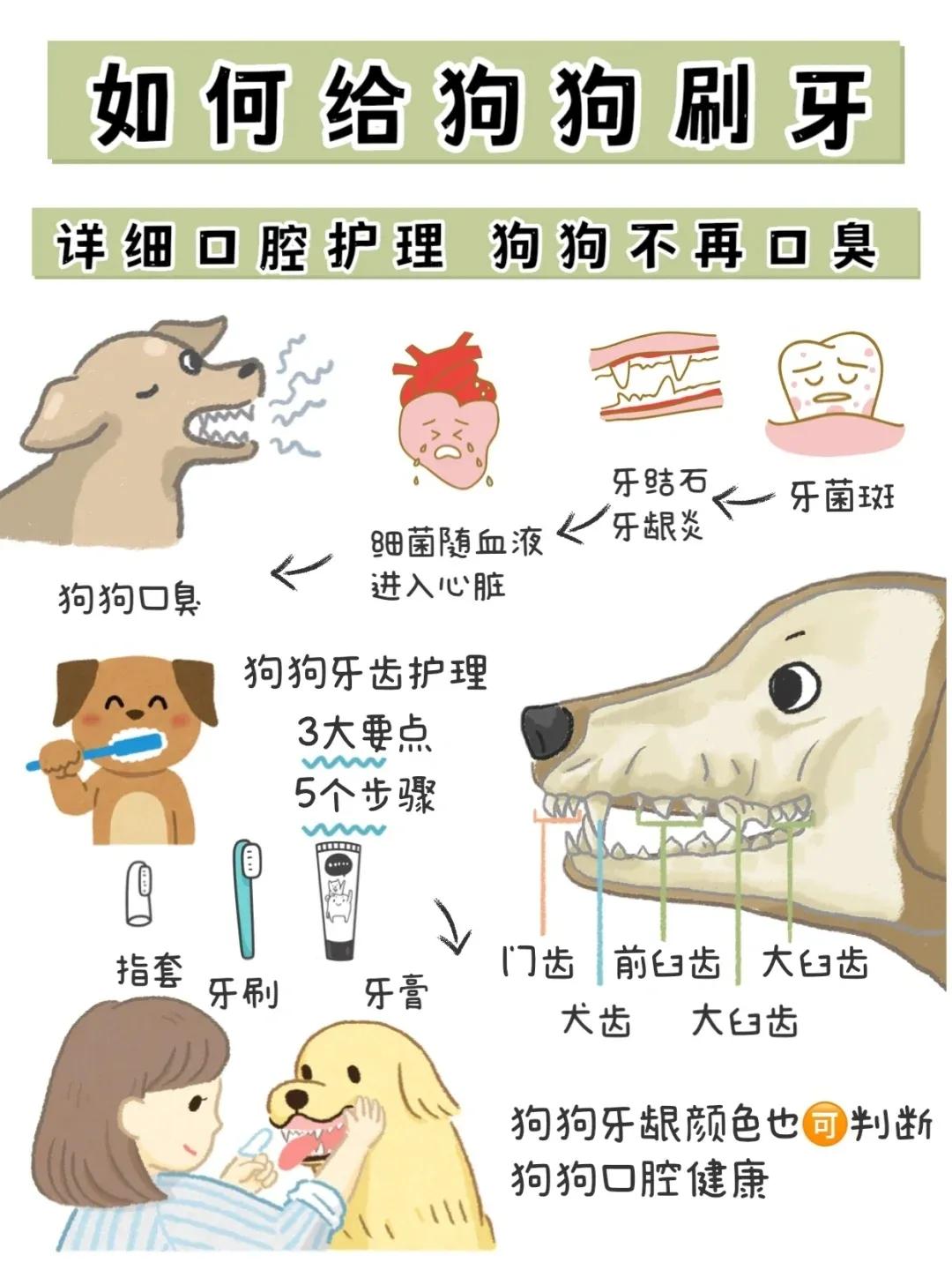 狗狗牙齿红肿怎么办,狗狗牙齿可以剪掉吗