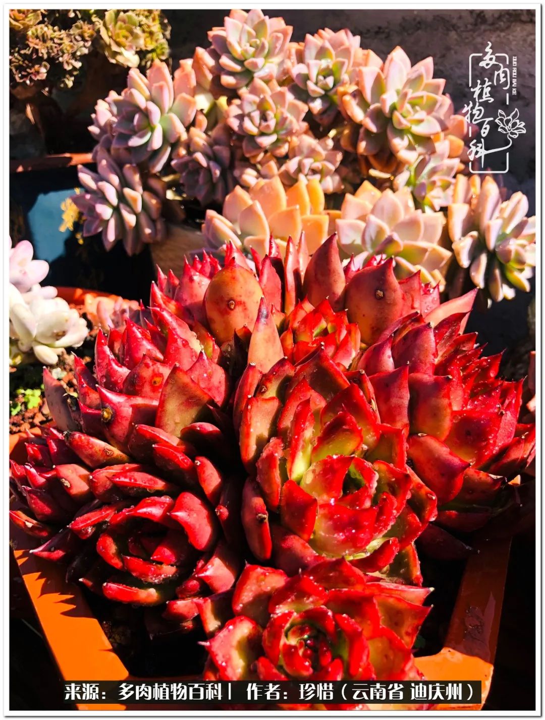 给生命一份淡然还岁月一份从容,给生命留一份洒脱的话