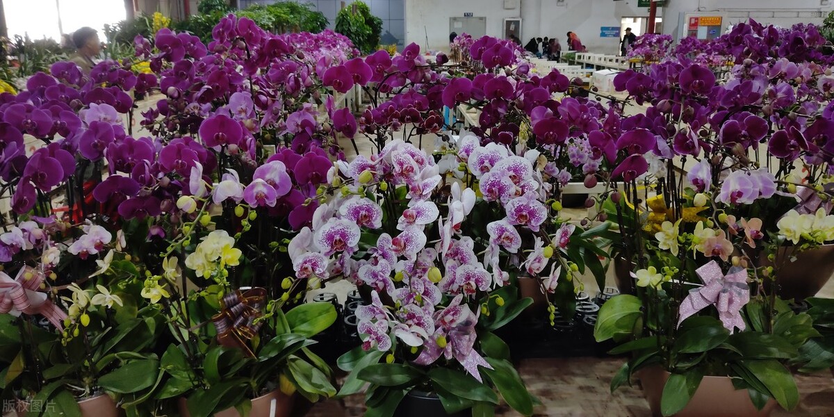 昆明冬天适合游玩的地方推荐,昆明冬天去哪旅游好