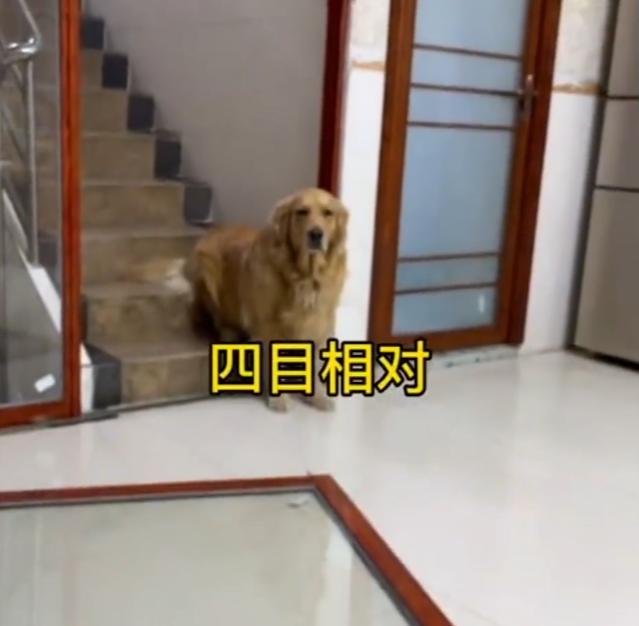 网红金毛coco到底是得了什么病,金毛coco离世原视频