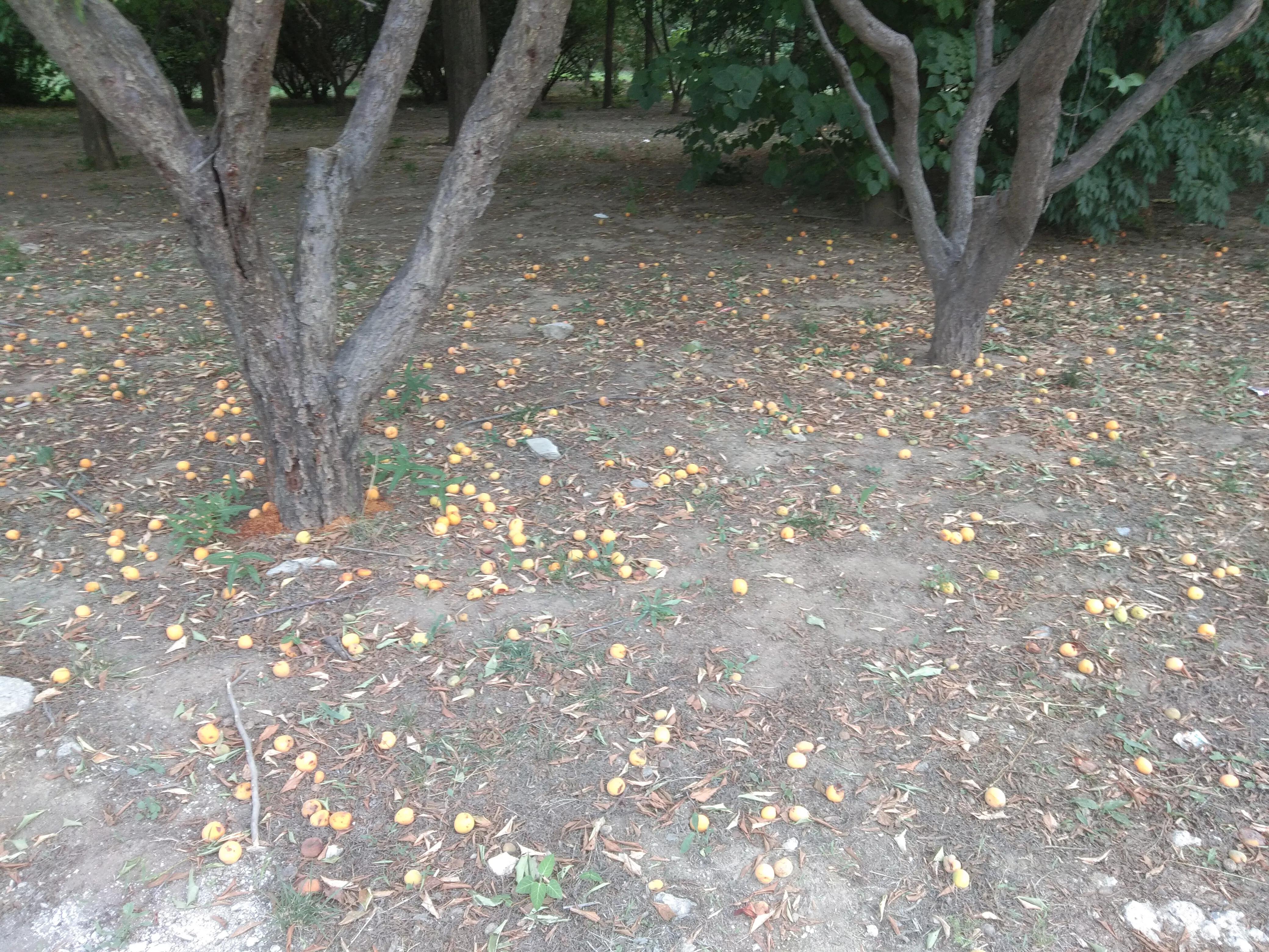 芍药五言诗,芍药花束五朵