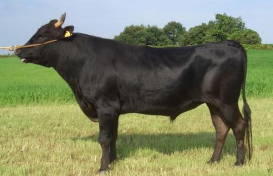 哪种品种的牛长得快出肉多,肌肉发达的牛叫什么