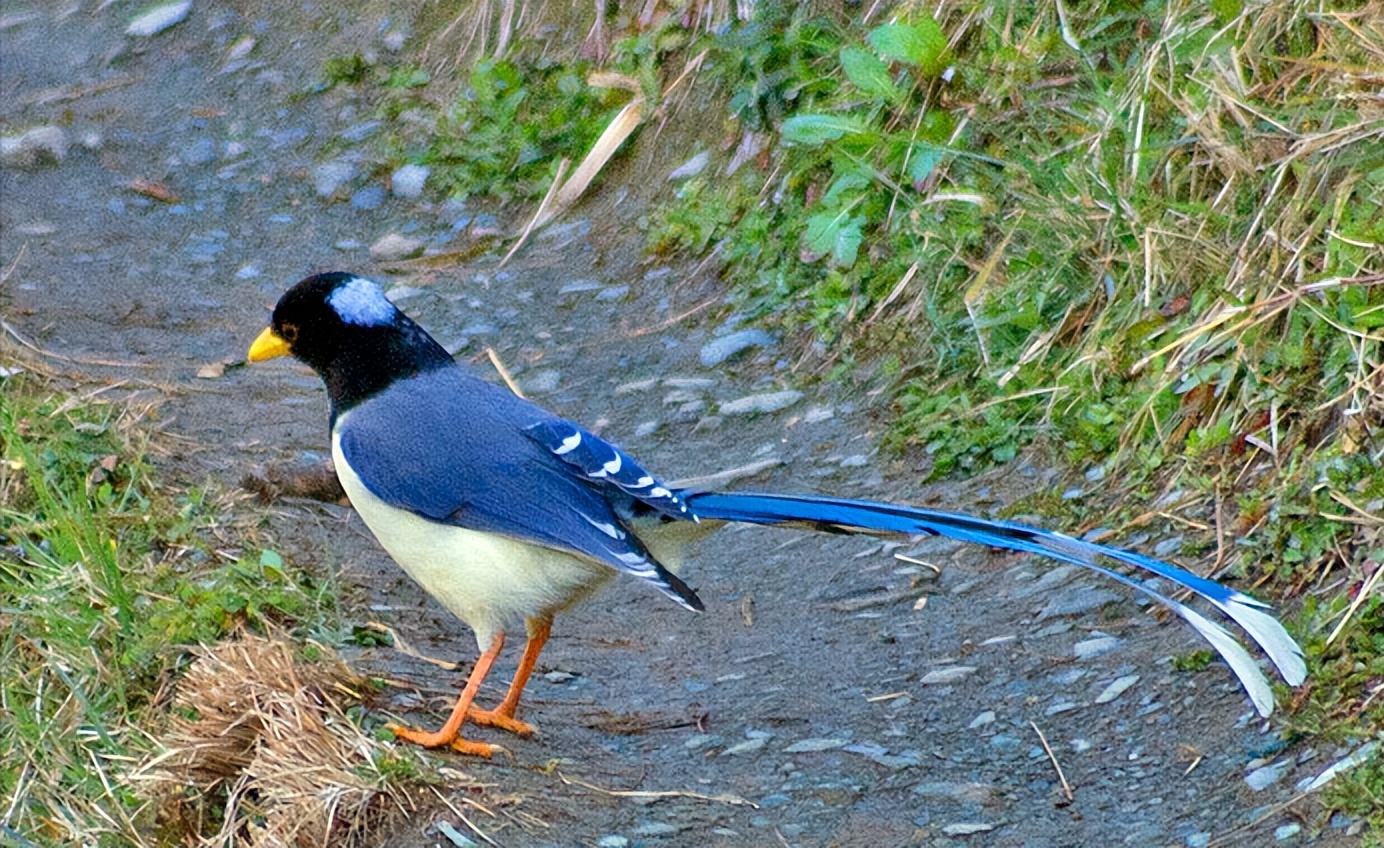 50张最佳鸟类摄影作品,鸟儿大全大图