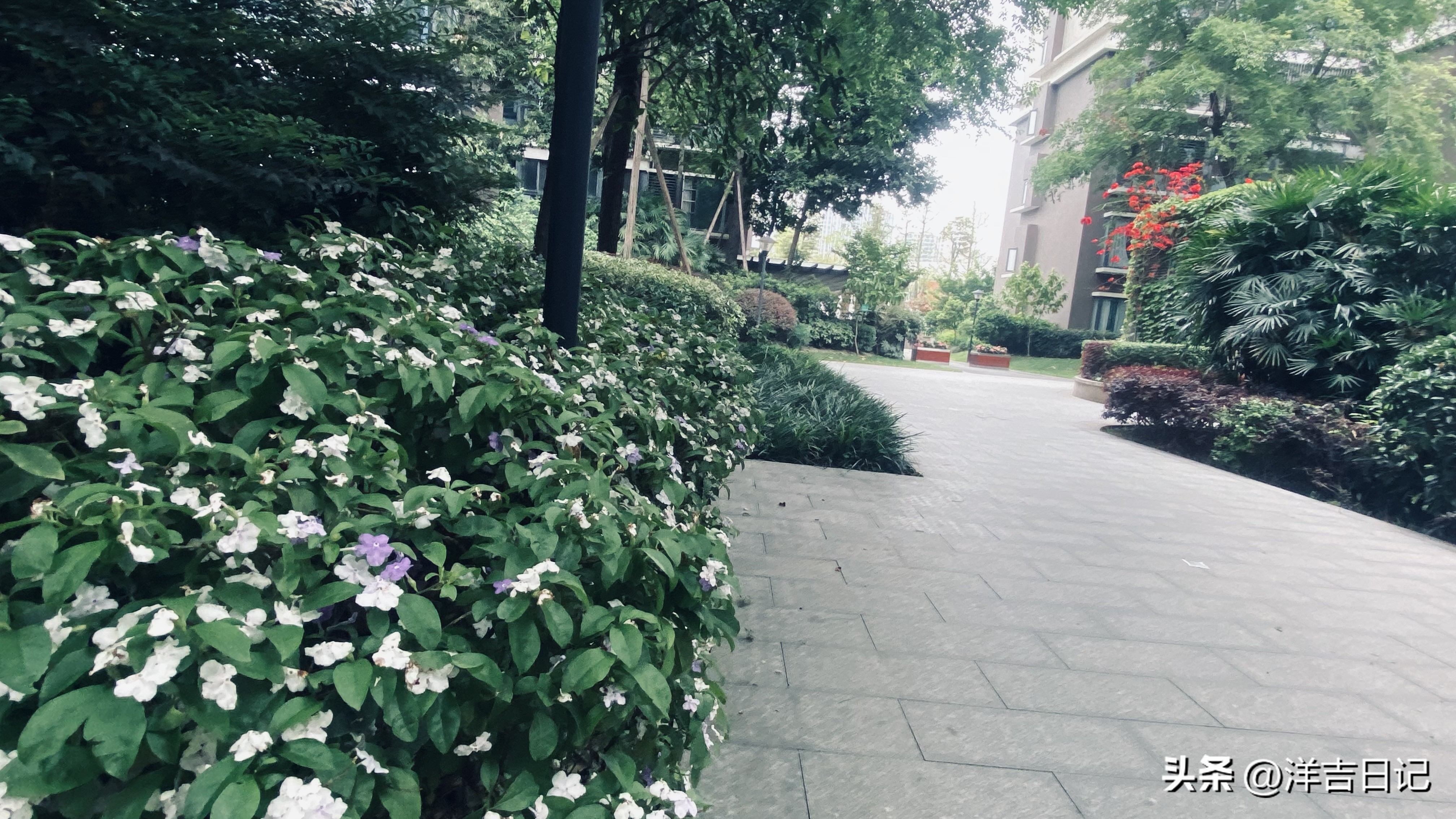 洋吉日记2023.4.26（真是个专业活儿，贴写真喷绘）