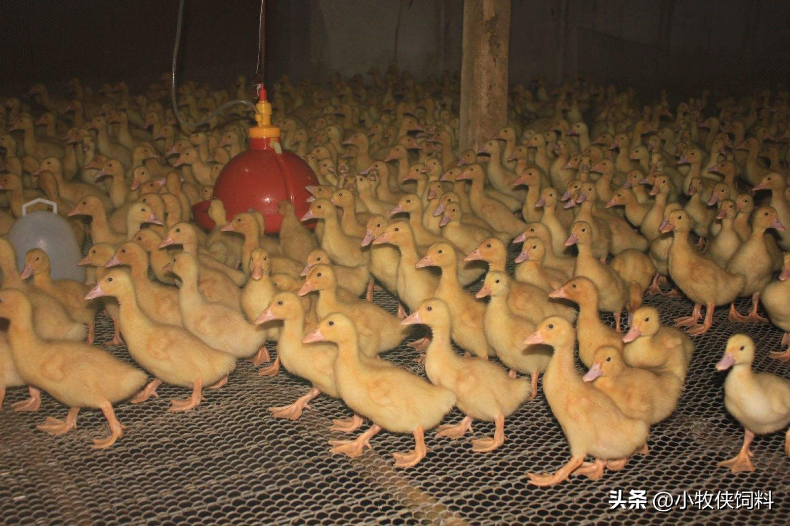 鸭子拉稀怎么办,鸭子拉稀用什么药能止住啊