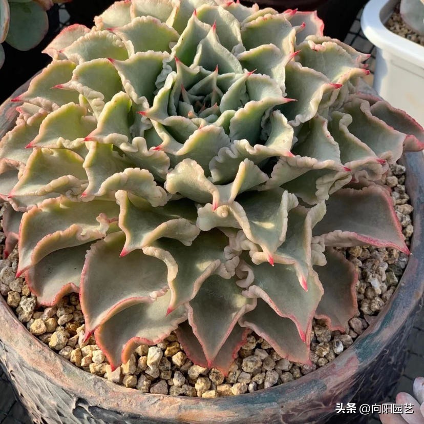 多肉饺子皮，2个品种，你喜欢哪一种？白饺子皮颜值更高！