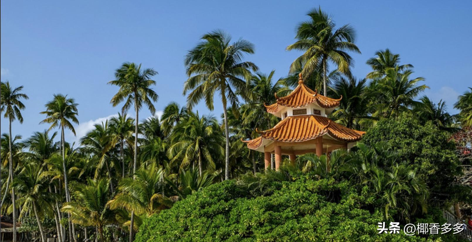 椰林寓意,海南椰林的特点