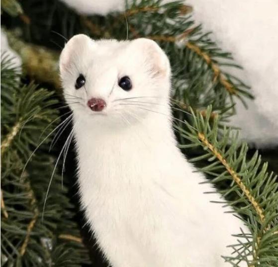 斑马也是马,斑马也是马为什么没人骑呢