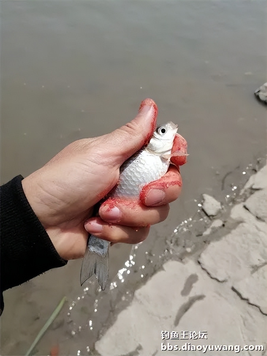 钓鱼王饵野钓破百尾