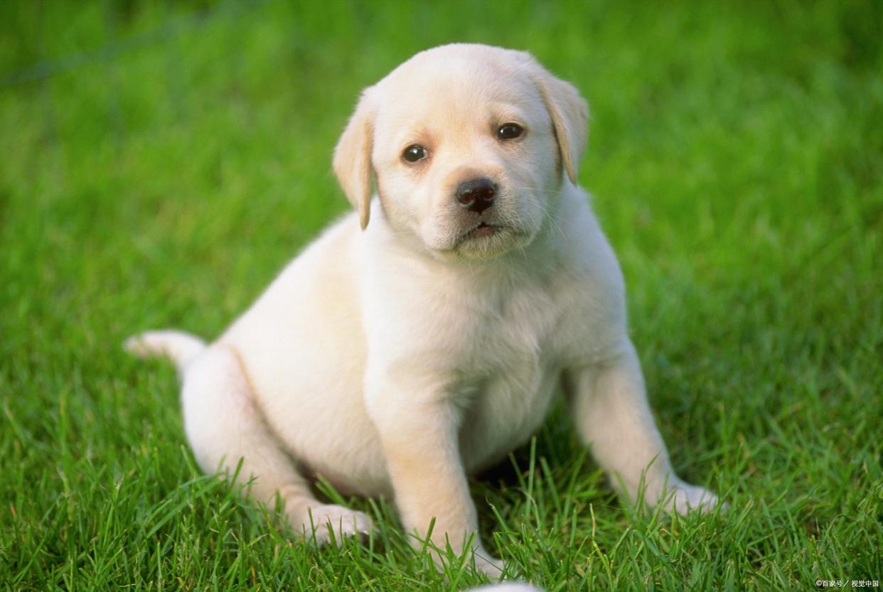 纯拉布拉多犬的特征,拉布拉多超长介绍视频