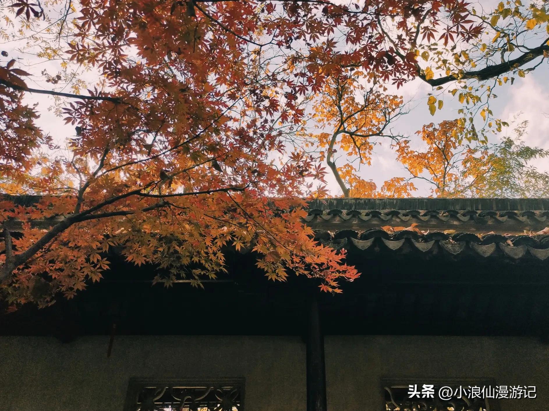 苏州天平山赏枫品茶的句子,苏州赏枫除了天平山还有哪