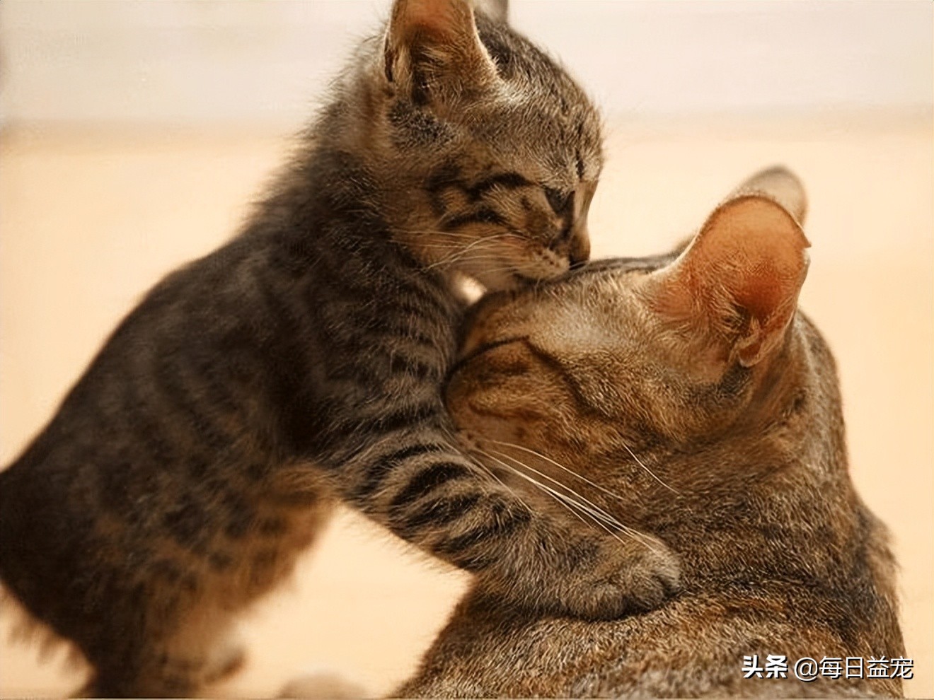 铲屎官们需要引起注意,铲屎官最担心的一天