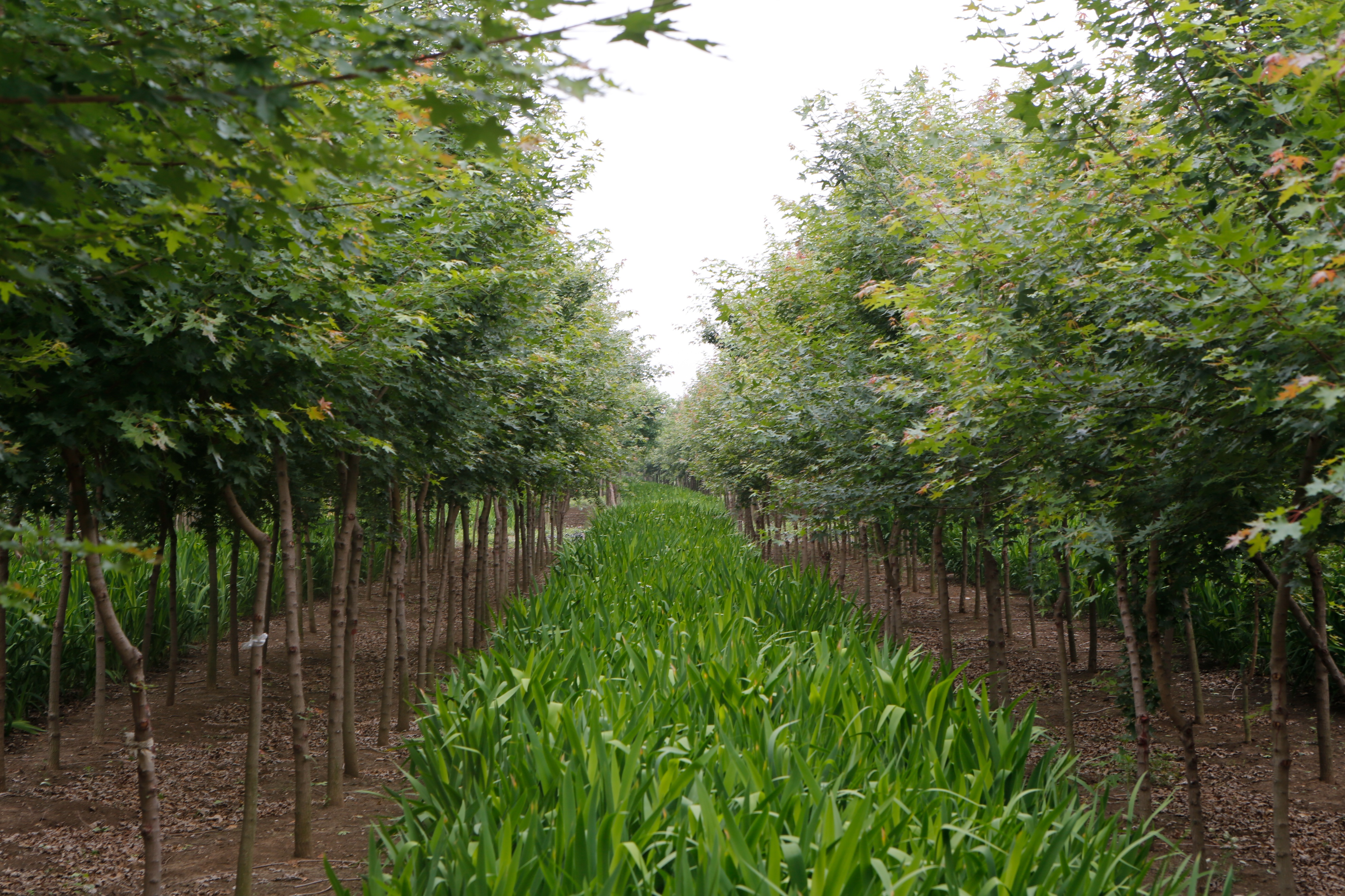 探访滕州市张汪镇：“一村一品”花式致富催生“富民经济”的秘诀