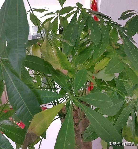 室内植物散射光好养活,室内养耐阴绿植