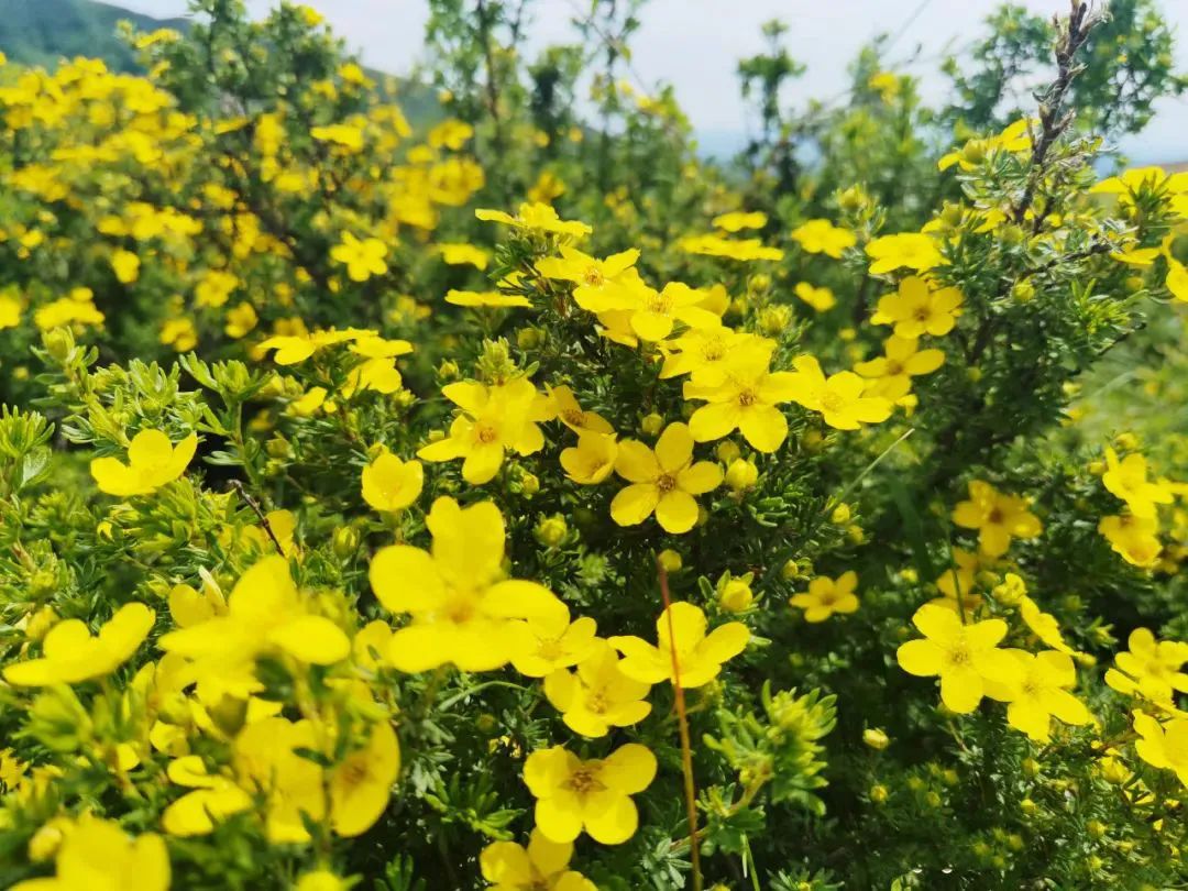 速收！兰州出发，临夏太子山旅游大通道及3-5日大环线自驾游攻略！