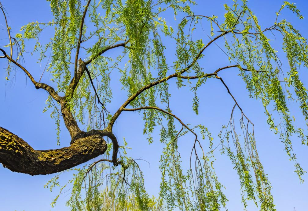 意境深远的绝美古诗词,古诗史上最唯美最断肠的七首诗词