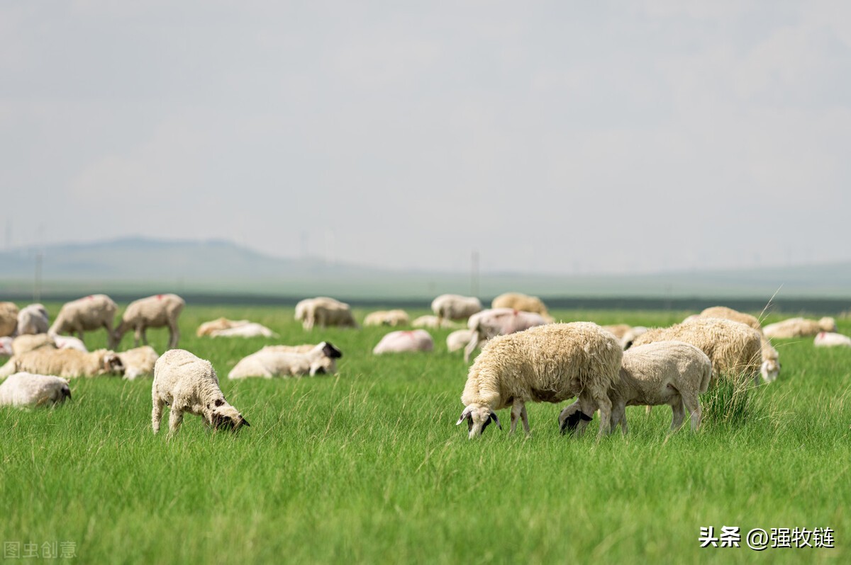 僵羊怎么调理,僵羊怎么处理最好