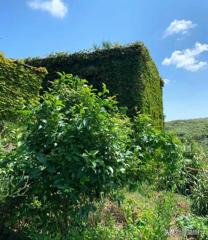 东海观音山,衢山岛有什么鱼