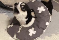 体型最小的吉娃娃狗,吉娃娃是世界上最小的狗吗